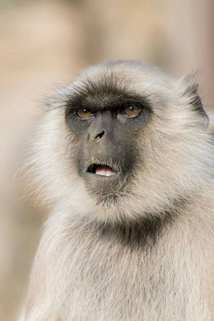 Retrato del mono Pono, vecino de Muga.