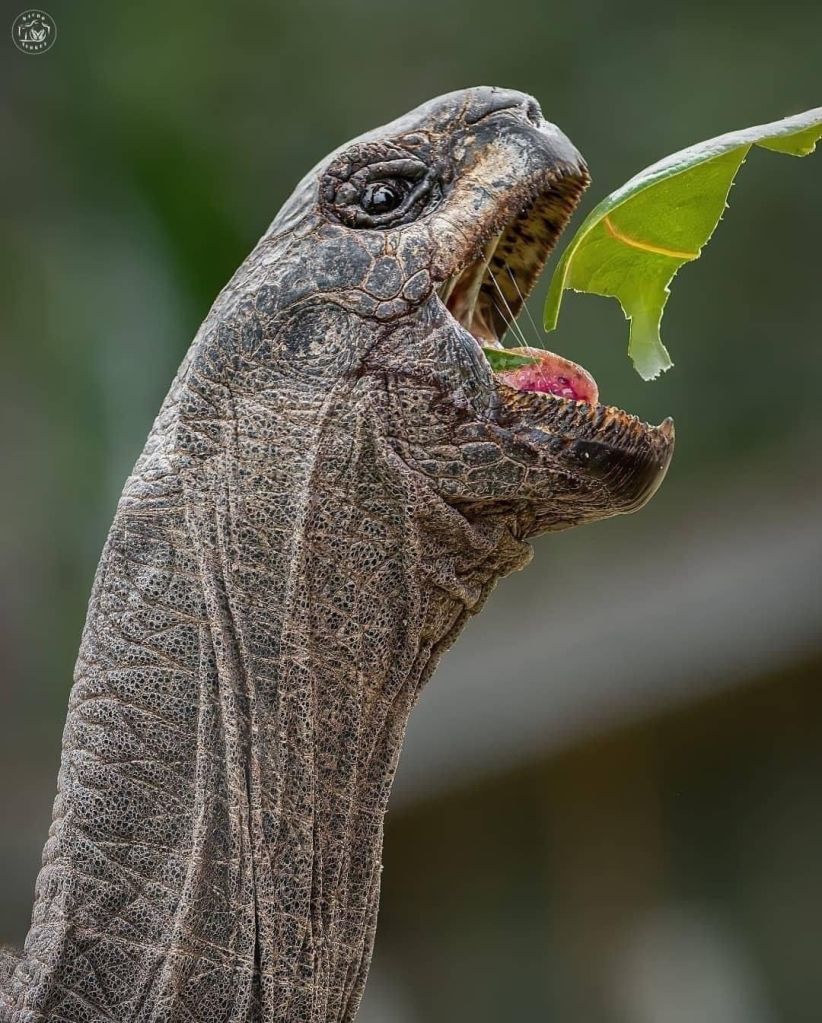 Muga comiendo una hoja.